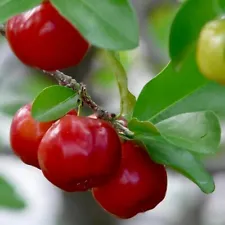 Cherry Tree (Large 4-5 Foot Tall) Grafted - Acerola Cherry Fruit Tree
