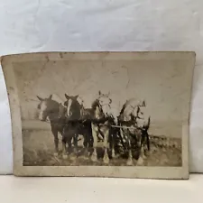Antique Photograph Picture Team Of Horses Pulling Farm Equipment Old Animals