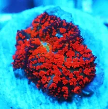Superman Rhodactis Mushroom Zoanthids Paly Zoa SPS LPS Corals, WYSIWYG