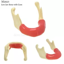 Dental Mandible Implant Jaw Bone Model For Practice Drilling M2022/2023