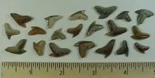 20 - Fossilized Tiger Shark Teeth - Galeocerdo Aduncus - from North Florida