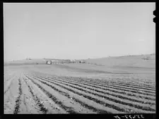 Cultivated land in Bexar County, Texas. This is in the cotton section