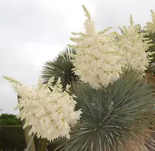 yucca rostrata for sale