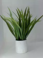 Velener Spider Plant MultiColor Size 15''