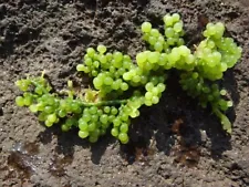 Grape Caulerpa Macro Algae