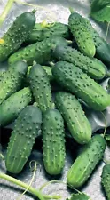 Cucumber seeds Fun F1, 0,25g Cucumber, rare organic Germany hybrid SW699+TRACK №