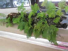 terrarium ferns for sale