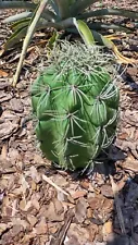 Artificial barrel cactus.