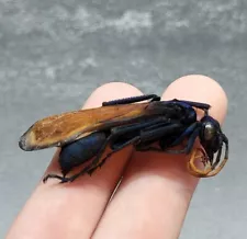 Tarantula Hawk Wasp Pepsis Heros Big Real Insect Bug Dried Specimem RARE