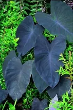 Colocasia Esculenta Black Magic LIVE plant Elephant Ear Alocasia Taro not bulbs