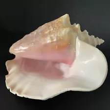 Large Queen Conch Shell Pink Approx 9" 2 lbs +