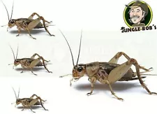 Live Pet Reptile Cricket Feeders Gut-Loaded Alive Insect Crickets Lizard Food