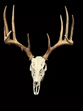 european skull mounts for sale