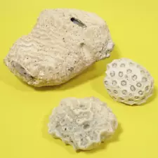 3 Sea Coral Fossil Specimens Brain & Star Aquarium Nautical Decor