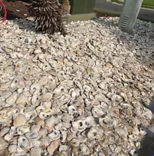 Oyster Shells for Landscaping and Concrete "Tabby Concrete" BULK by the pound