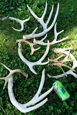 Lot of 10 Big Whitetail Deer Antler Shed Horns