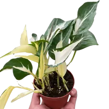 manjula pothos for sale