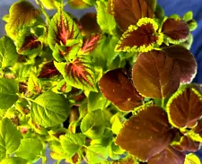 10 Vibrant Coleus Seedlings Live Rooted Rare Exotic Green Purple Tropical