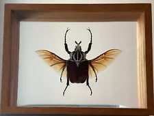 Goliath beetle Goliathus goliatus Insect - Entomology Double Glass Display