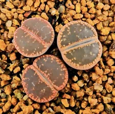 Sale Succulent Live Plant Lithops Large window Aucampiae Boutique Garden Décor