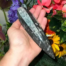 EXTRA LARGE (1) Black Orthoceras Cephalopod Fossil - 350 Million Years Old