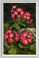 Postcard Viscous Primrose Klebrige Primel Primula Glutinosa Perennial Herb