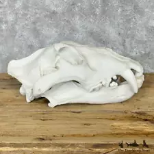 #29119 P | Reproduction Bengal Tiger Full Skull For Sale