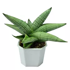 Sansevieria hybrid "Rookie" and "Sumo White" for sale by Little One Plant N.