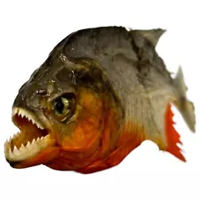 Real Taxidermy MINI Red Bellied PREDATOR Piranha Amazon Pygocentrus nattereri