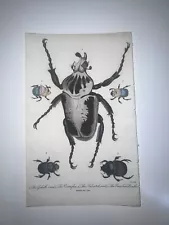 Linnaeus - Goliath Beetle Insects Hand Colored Engraving 1800 1st Ed