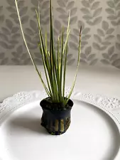 Variegated Acorus Plant+ Live Terrarium Decor - Easy for Bog/Vivarium