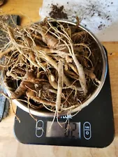 FRESH WILD GINSENG 6.2 OZ Pennsylvania