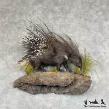 #25278 E | African Crested Porcupine Taxidermy Mount For Sale