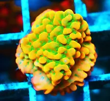 Jason Fox Beach Bum Montipora Zoanthids Paly Zoa SPS LPS Corals, WYSIWYG