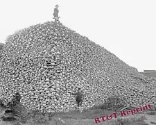 Western Photo Pile Bison Skulls Used for Fertilizer Year 1870