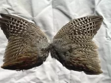 Beautiful Pheasant wings for crafts and dog training