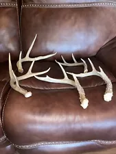 Lot Of 5 Whitetail Deer Antler Sheds Cabin Mancave Decor