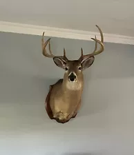 deer mounts for sale