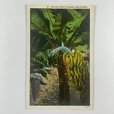 Postcard Florida FL Banana Tree Bud 1930s White Border Unposted