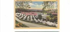 California blossom time flower fruit trees orchards scenic view vintage postcard