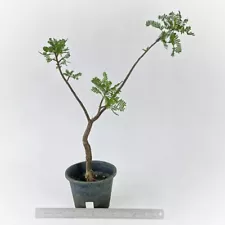 Bursera microphylla E638 for sale by Little One Plant Nursery