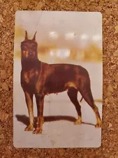 No. 33. Manchester Terrier Carnation Corn Flackes