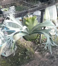 Staghorn Fern Platycerium White Wing Phytosanitary Certificate