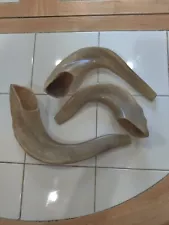 shofar ram's horn made in Israel set of 3