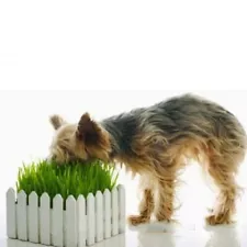 Greens for dogs Seeds Greens Lessi Seeds from Ukraine 10 g