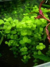 3 Stems Lindernia rotundafolia variegated! Live aquarium plants beautiful!