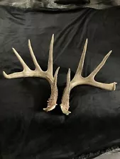 shed antlers 160” Canada Beauty !!! Dark Chocolate Set