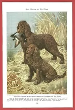 1947 Dog Print Illustration ~Irish & American WATER SPANIEL Art by Walter Weber