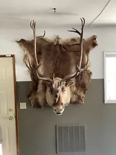 Alaska Caribou Mount For Sale