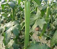 20 Long Luffa Seeds Loofah Sponge Seed Organic